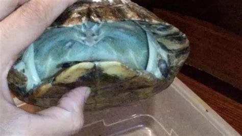 Deshelled turtle  As a pet owner you don’t usually need to do anything if you see your turtle shedding its shell, whereas you need to treat shell rot as soon as